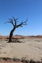 Deadvlei tree Royalty Free Stock Photo