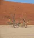 Deadvlei Trees Royalty Free Stock Photo