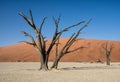 Deadvlei Trees Royalty Free Stock Photo