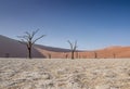 Deadvlei Trees Royalty Free Stock Photo