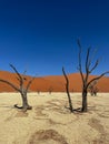 Deadvlei valley, dried lake in desert of Namibia. Sossusvlei dead vlei. Royalty Free Stock Photo