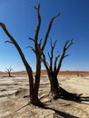 Deadvlei valley, dried lake in desert of Namibia. Sossusvlei dead vlei. Royalty Free Stock Photo