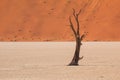 Deadvlei, white clay pan located inside the Namib-Naukluft Park in Namibia.Africa Royalty Free Stock Photo
