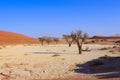 Deadvlei, white clay pan located inside the Namib-Naukluft Park in Namibia.Africa Royalty Free Stock Photo