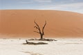 Deadvlei is a white clay pan located near the more famous salt pan of Sossusvlei
