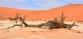 Deadvlei is a white clay pan located near the more famous salt pan of Sossusvlei,