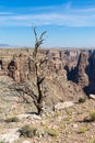 Deadwood against canyon, Arizona, USA