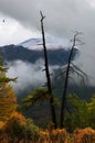 Deadwood, clouds and yellow bushes.