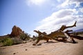 Deadwood in desert