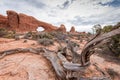 Deadwood in the desert