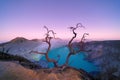 Deadwood leafless tree at Kawah Ijen volcano with turquoise sulfur water lake at sunrise. Panoramic view at East Java, Indonesia.