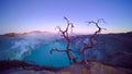 Deadwood leafless tree at Kawah Ijen volcano with turquoise sulfur water lake at sunrise. Panoramic view at East Java, Indonesia.