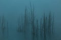 Deadwood seen in silhouette sticking out of marsh during a misty dark blue hour