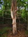 Deadwood tree standing in FingerLakes forest