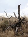 Deadwood on Straw Grass