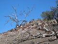 Deadwood Tree Landscape