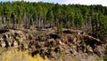 Deadwood Trees on a hill