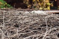 Deadwood twig. Texture of straw.