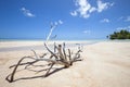 Deadwood on white sand beach