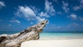 Deadwood on white sand beach of paradise island