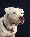 Deaf and blind white Pitbull smiling in a portrait head shot Royalty Free Stock Photo
