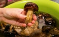 A deaf mushroom in a woman`s hand is washed in cooking water