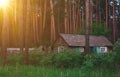 Deaf thicket of the forest with a wooden house against the backdrop of centuries-old fir trees and the rays of the bright spring s