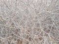 Deaf thickets of shrubs. Texture and background of gray dry branches. Impassable slums of wood. Natural fencing