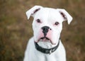 A deaf white Boxer dog looking up