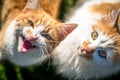 Dealing With an Aggressive Cat Royalty Free Stock Photo