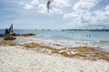 Dealing with Sargassum seaweed that spoils Caribbean beaches Royalty Free Stock Photo