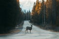 Dear crossing Bow Valley Parkway between Banff and Lake Louise, National Park, Travel Alberta, Canadian Rockies, wildlife of Royalty Free Stock Photo