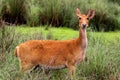 Dear deer tiger reserve madhya pradesh