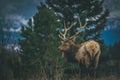 Dear in estes park colorado Royalty Free Stock Photo