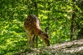 Dear and Fawn in a Forest Royalty Free Stock Photo