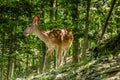 Dear and Fawn in a Forest Royalty Free Stock Photo