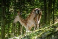 Dear and Fawn in a Forest Royalty Free Stock Photo