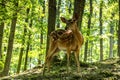 Dear and Fawn in a Forest Royalty Free Stock Photo