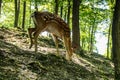 Dear and Fawn in a Forest Royalty Free Stock Photo