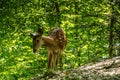 Dear and Fawn in a Forest Royalty Free Stock Photo