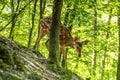 Dear and Fawn in a Forest Royalty Free Stock Photo