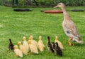 indian runner duck babys and her mother walking over green grass Royalty Free Stock Photo