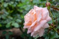 Dear One Rose Bloom