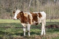 Dear vulnerable young cow, heifer, is dreaming next to a barbed wire fence, trees in the background