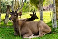 Dears at natural Royalty Free Stock Photo