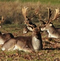 Dears in Richmond Park in London Royalty Free Stock Photo