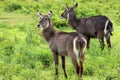 Waterbuck Deer, Tanzania Royalty Free Stock Photo