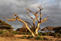 Deat tree at Amboseli national reserve Royalty Free Stock Photo