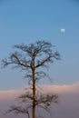 Deat tree and the moon