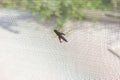 Deatailed macro photo of a grasshopper standing on a web door